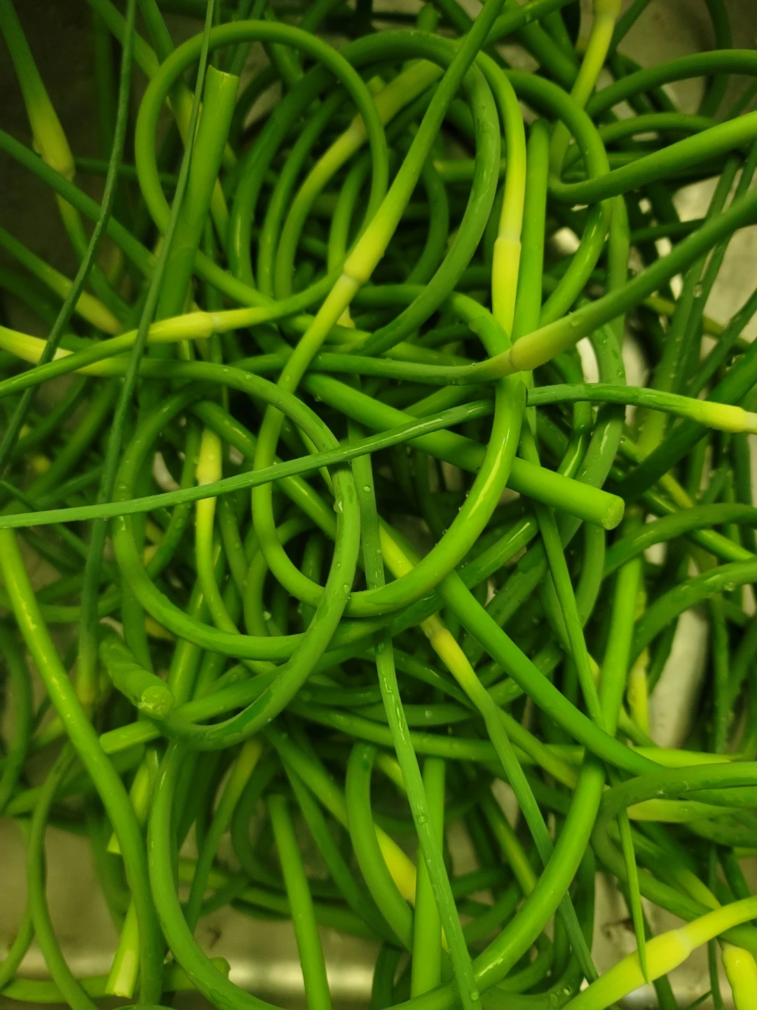 Organic Garlic Scapes