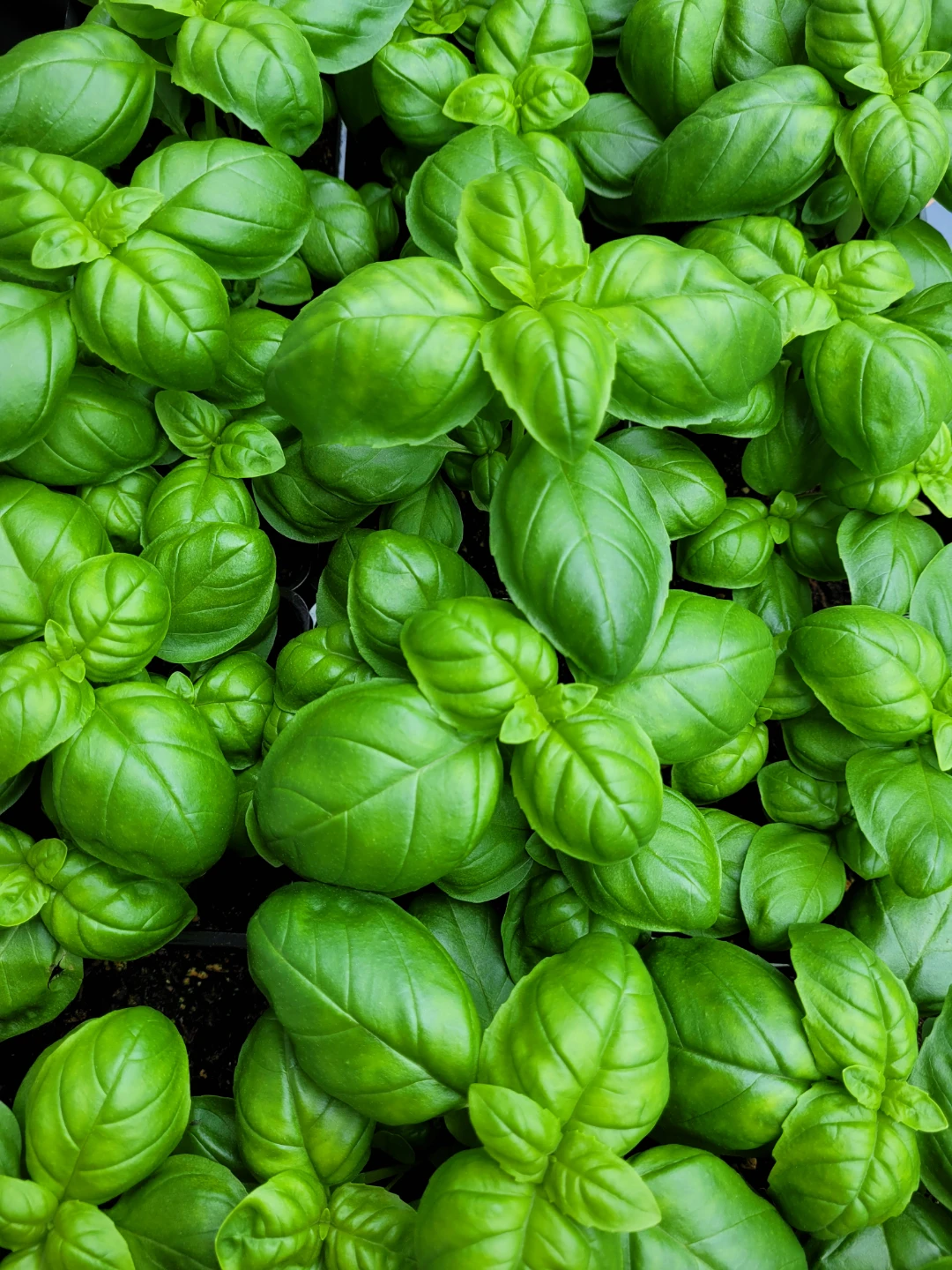 Basil Plants 2 Pots for $5 or $3 each