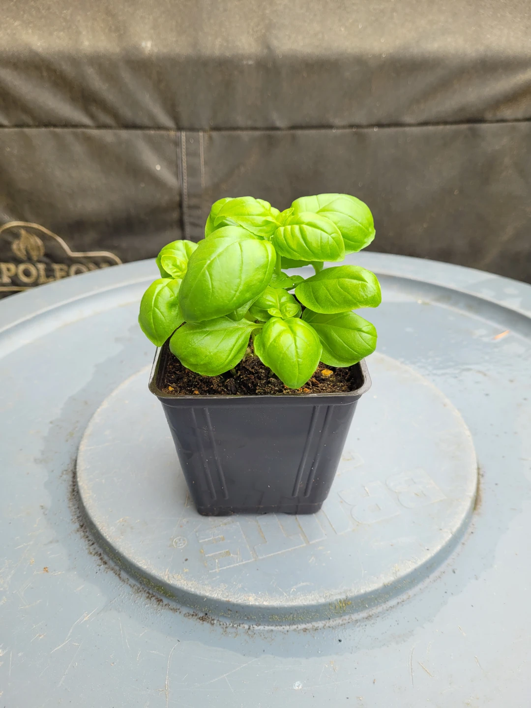 Basil Plants 2 Pots for $5 or $3 each - photo 3