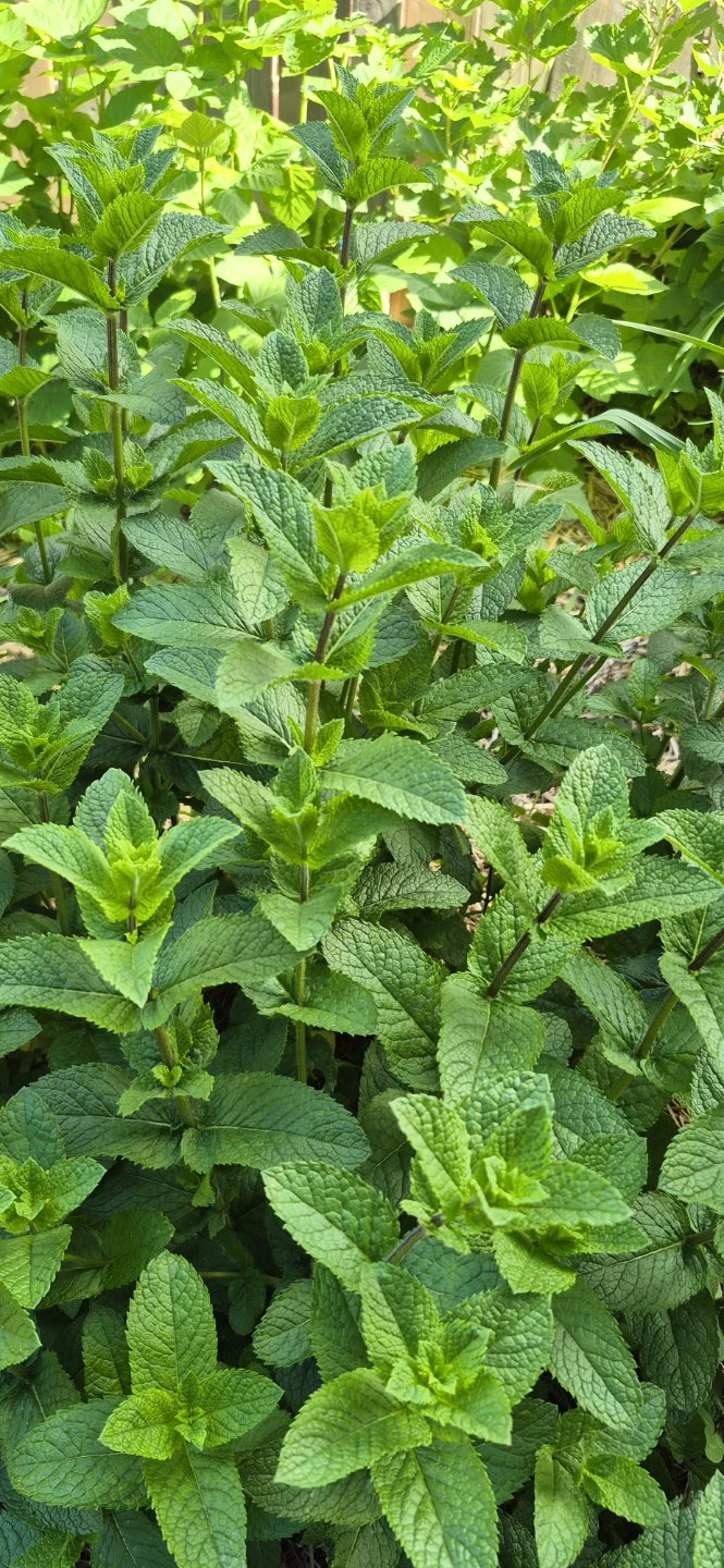 Herbs for sale