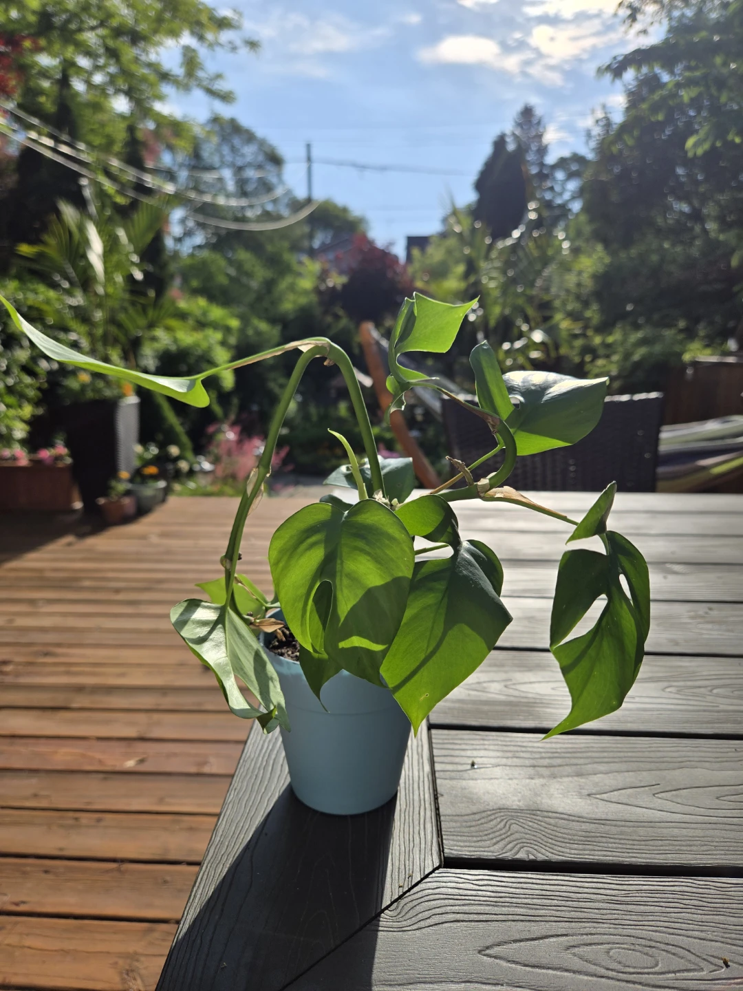 Baby Rhaphidophora tetrasperma, the mini monstera for $10