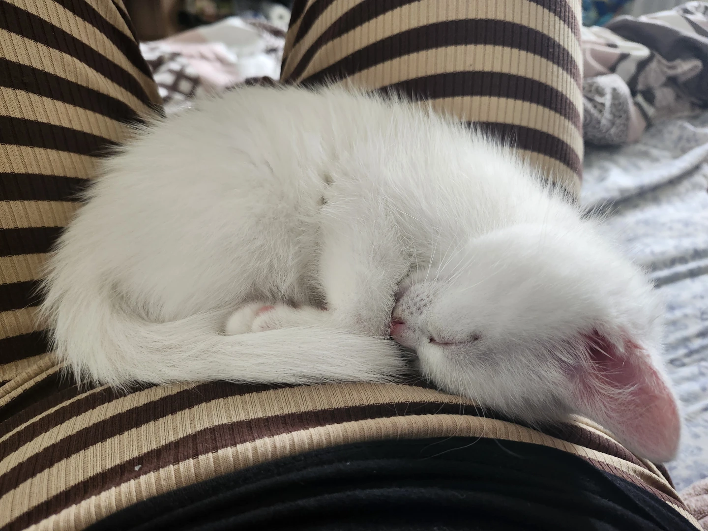 kitten for sale