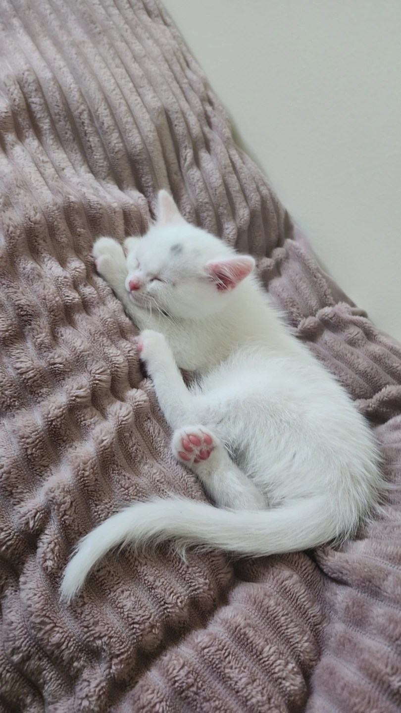 kitten for sale - photo 2