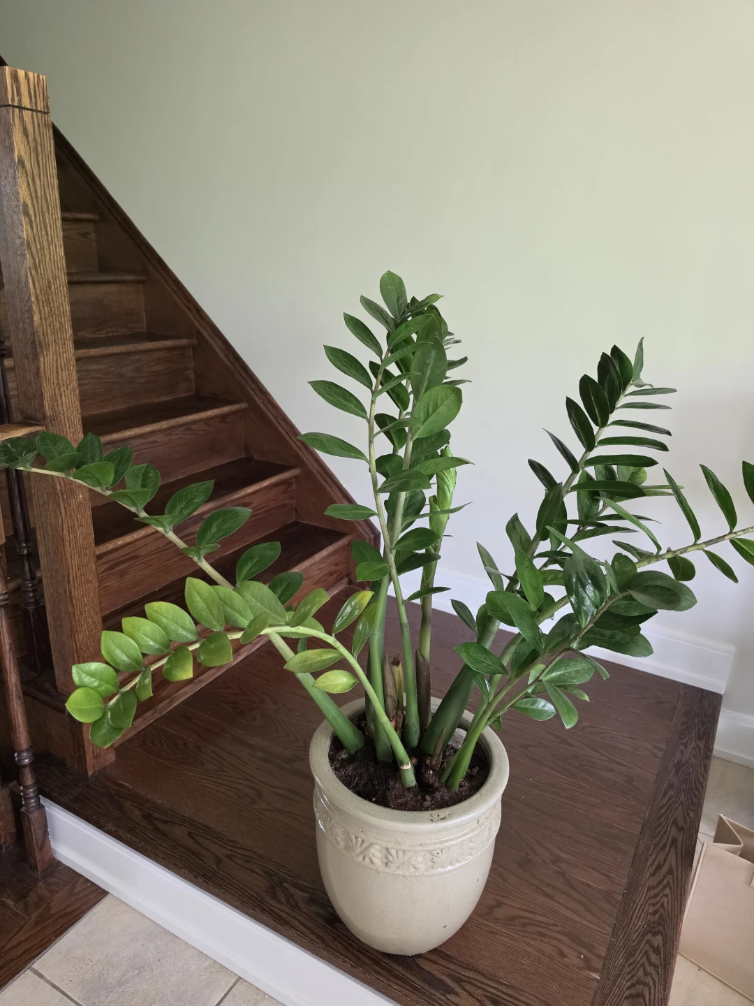 ZZ Plant in Pot