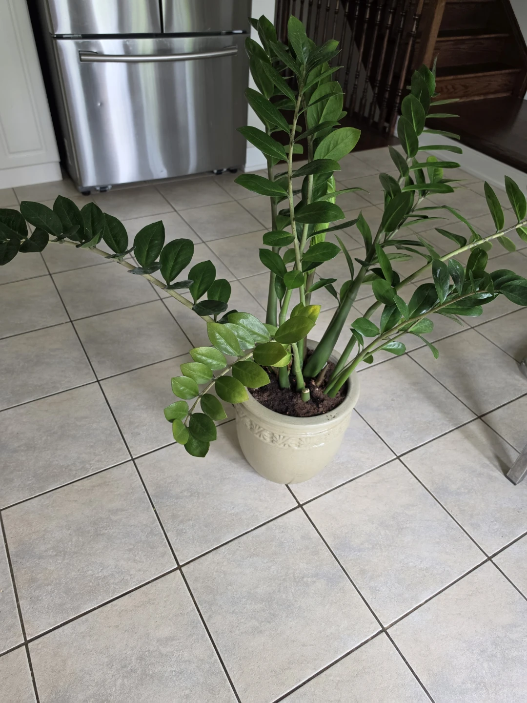 ZZ Plant in Pot - photo 2