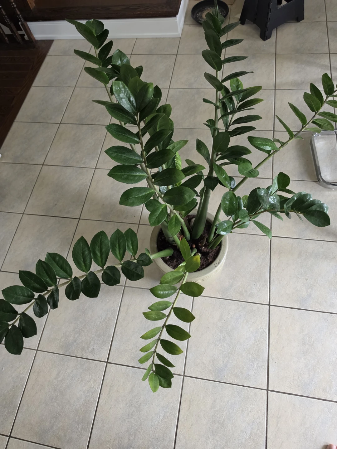 ZZ Plant in Pot - photo 3