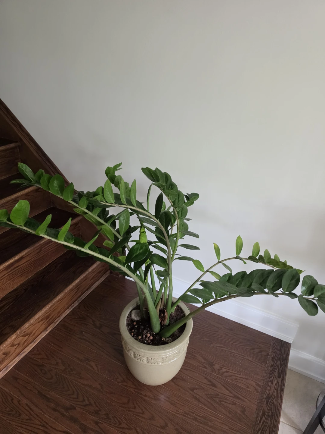 ZZ Plant in Pot - photo 4