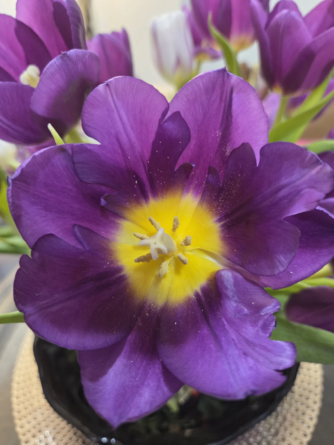 Purple Tulips
