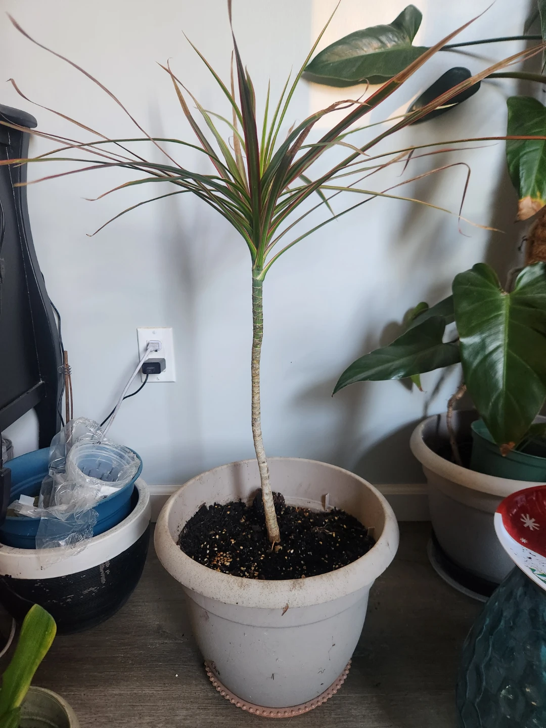 Dracaena Marginata Plant ⚽