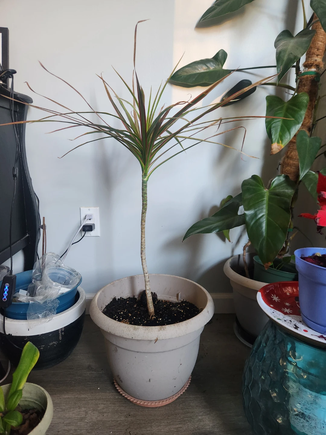 Dracaena Marginata Plant ⚽ - photo 2