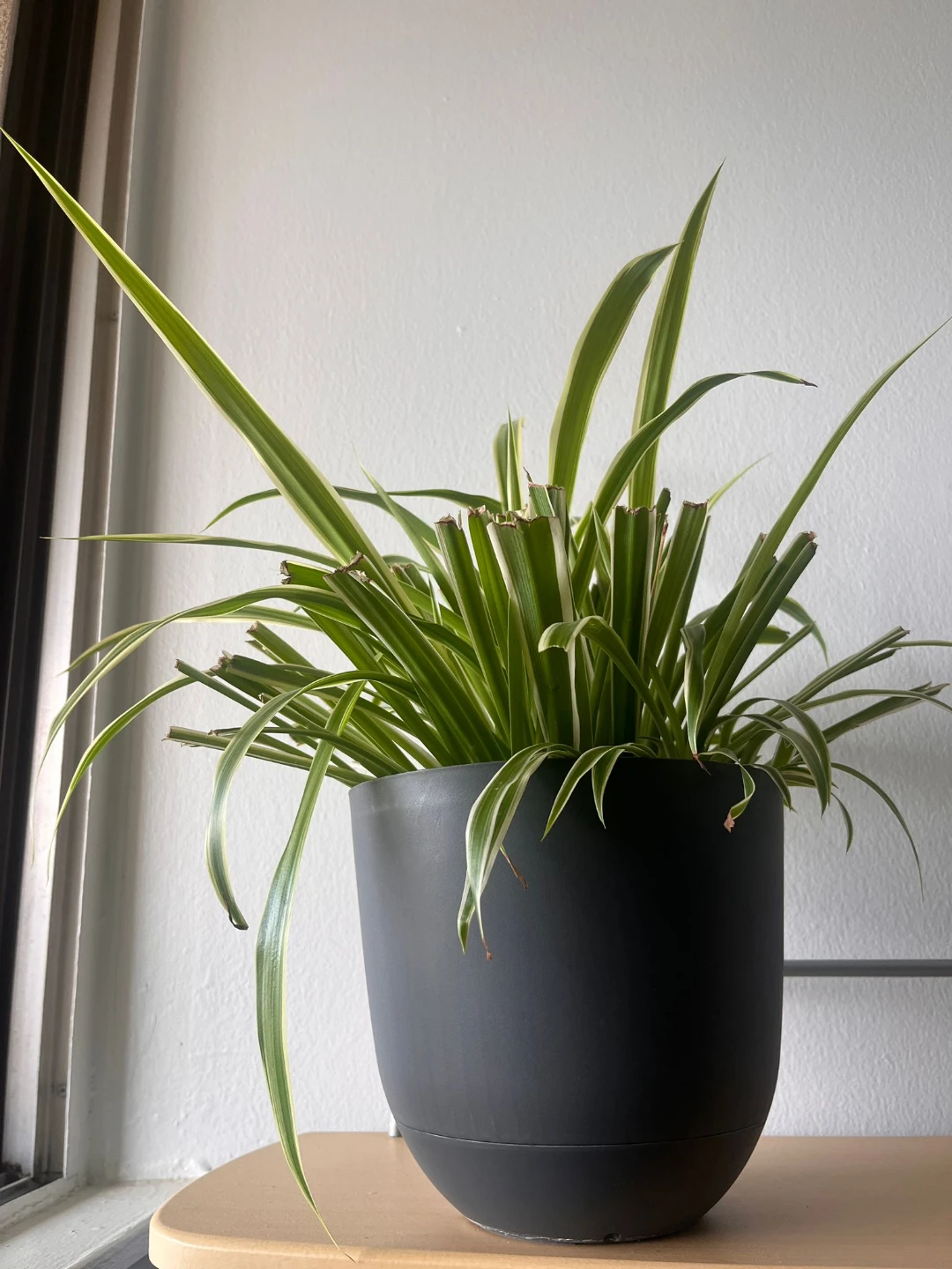 7 indoor Plants with Pots - photo 4