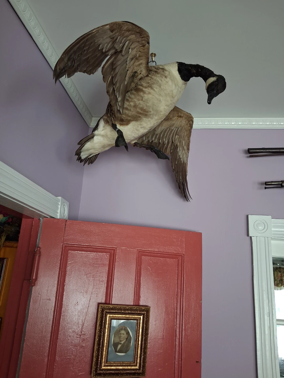 Taxidermy Canada Goose Mount