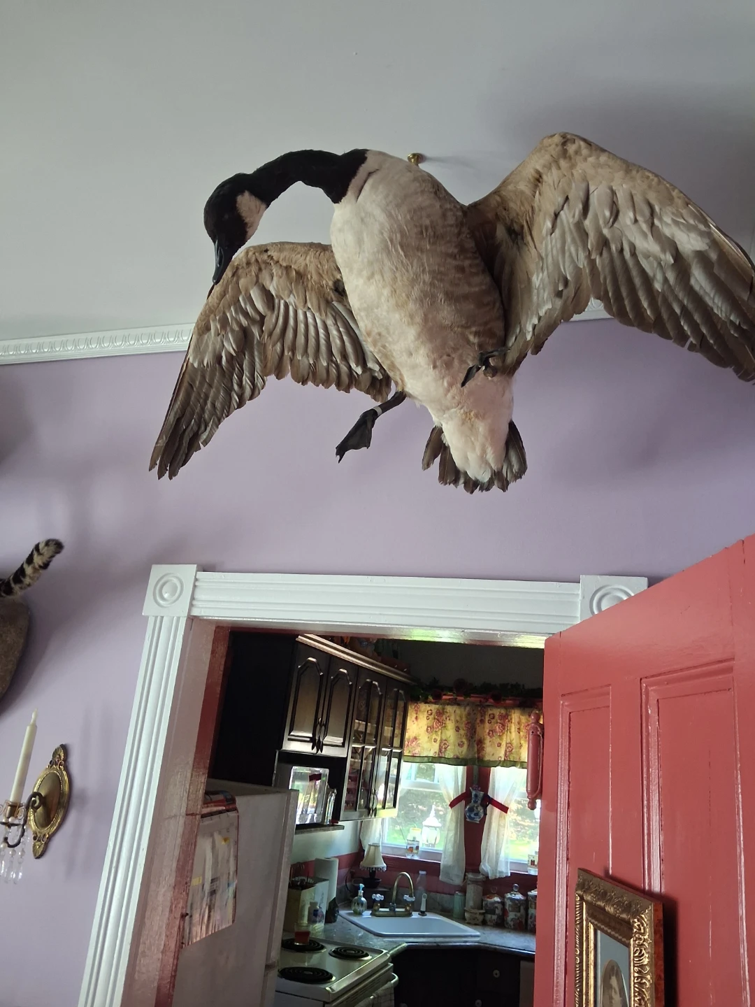 Taxidermy Canada Goose Mount - photo 2