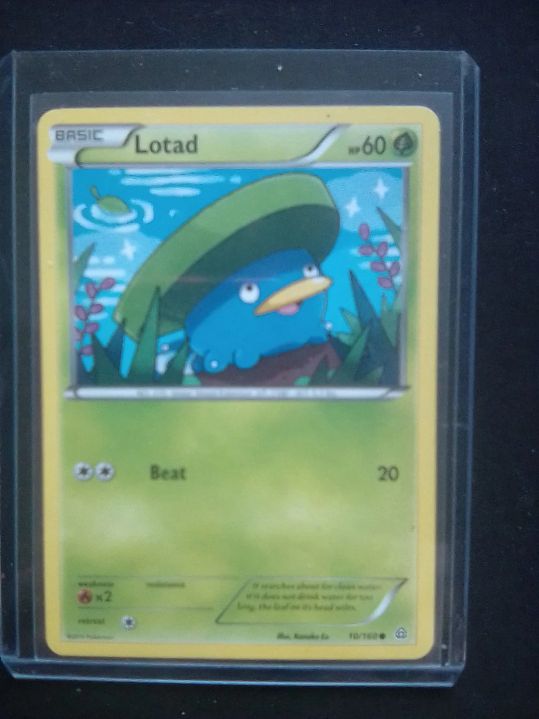 Pokemon Trading Card Lotad - photo 3