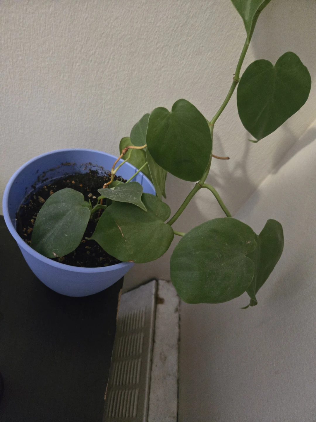 Green Heartleaf Philodendron Plant