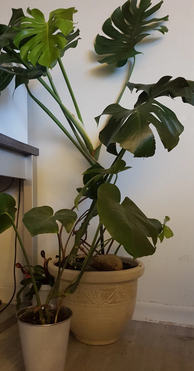 Monstera Plant Cuttings - photo 5