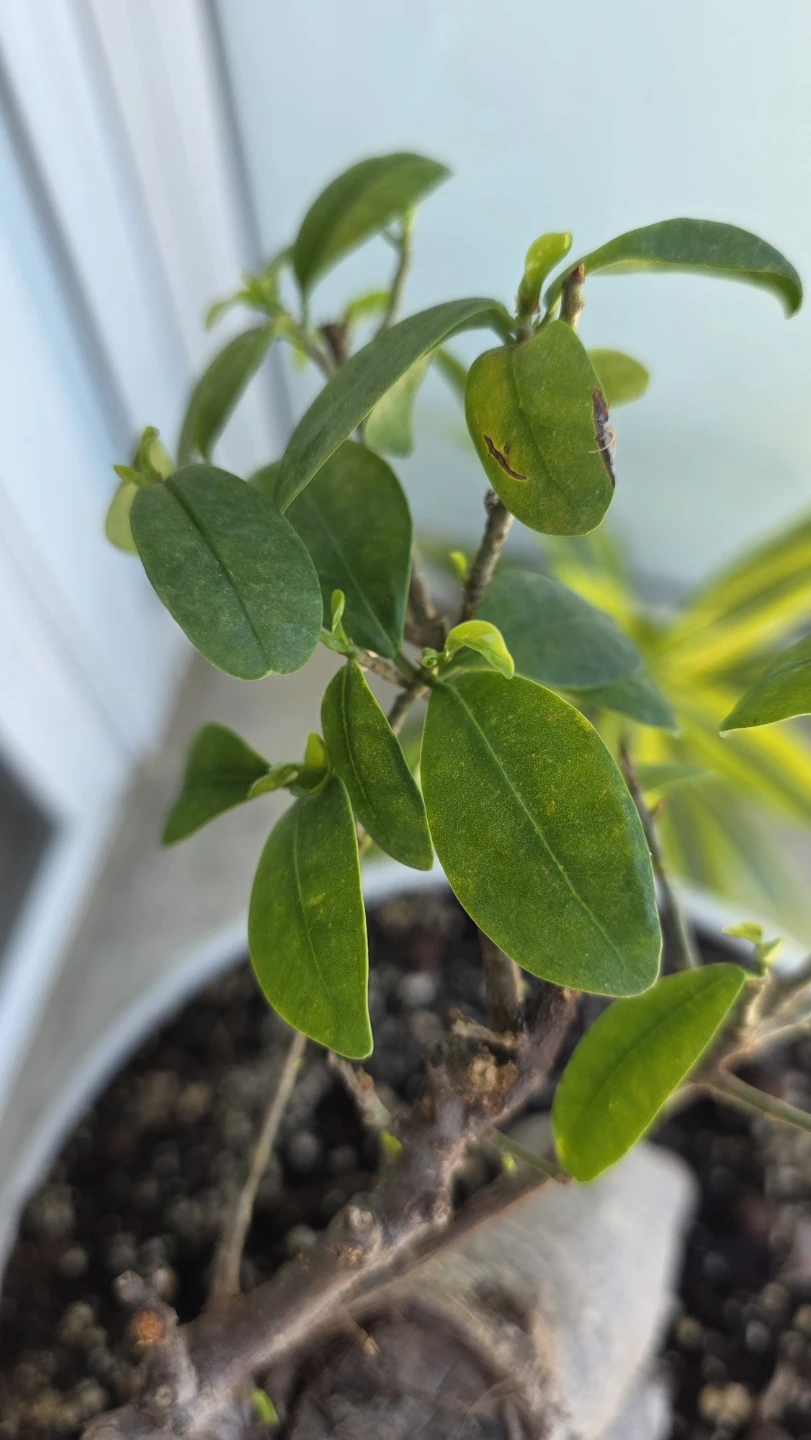 MOVING SALE- Bonsai Tree Plant - photo 2