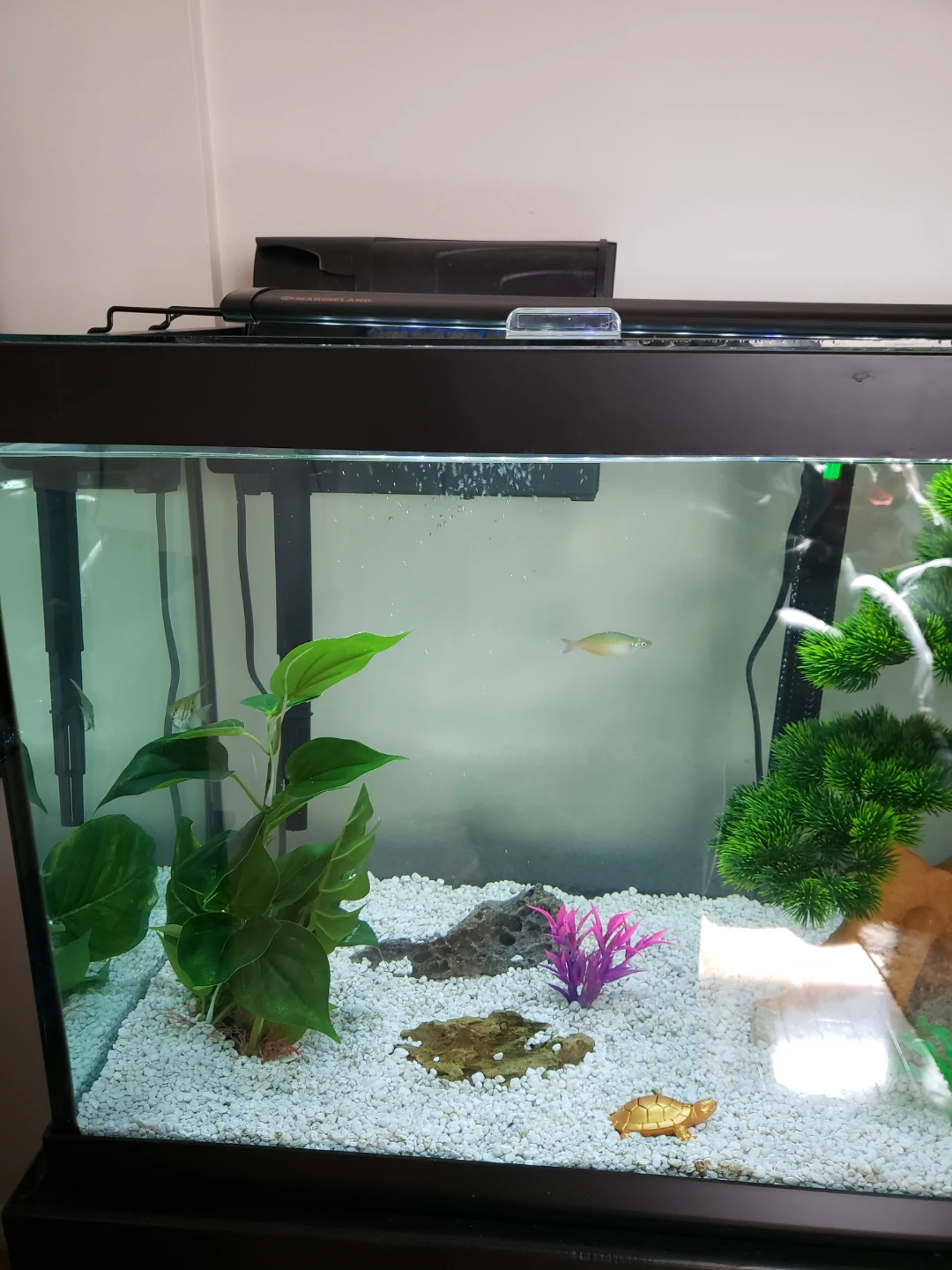 75 Gallon Aquarium with Stand and Ornaments - photo 3