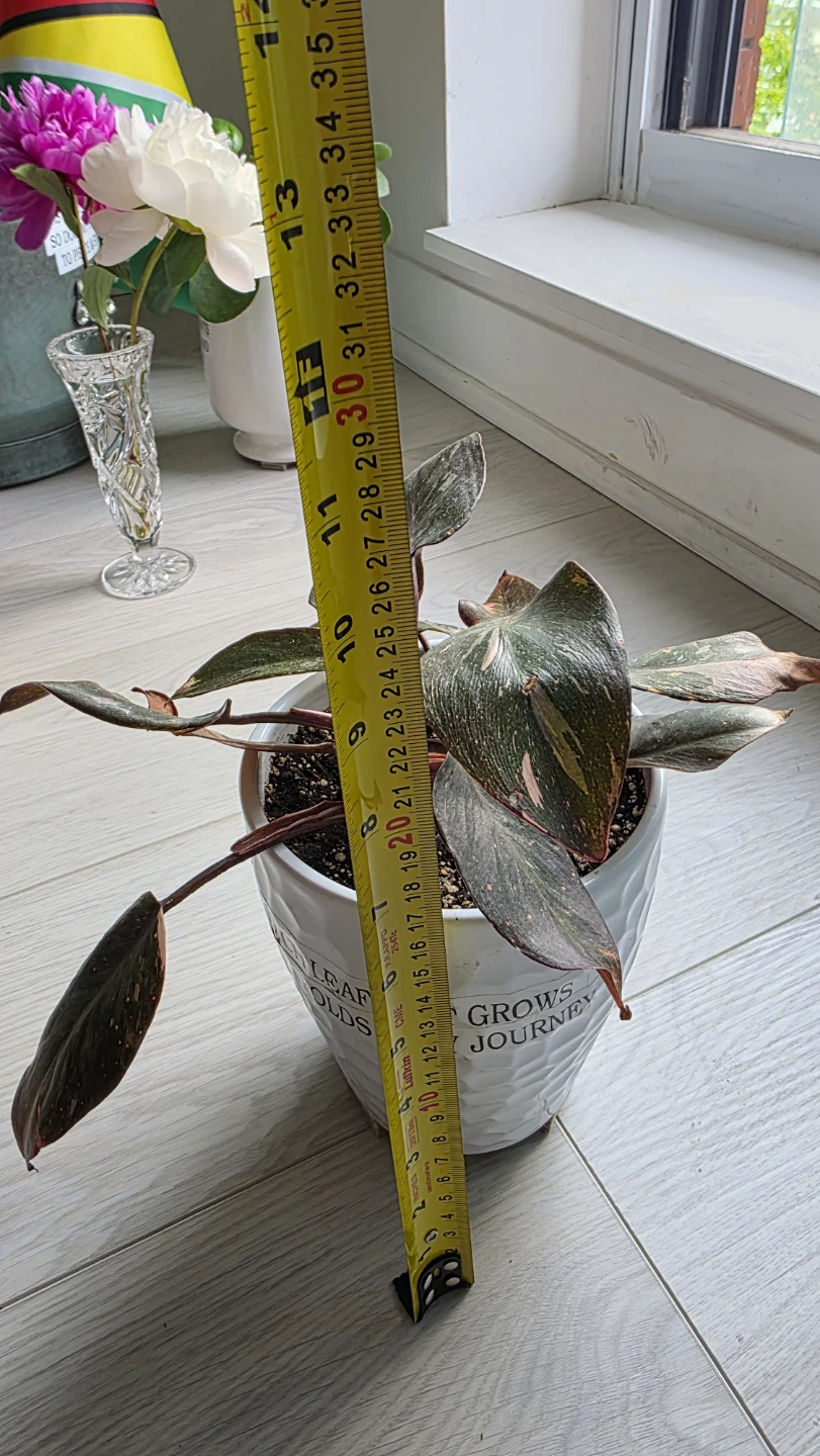 Moving Sale- Pink Princess Philodendron Plant - photo 4