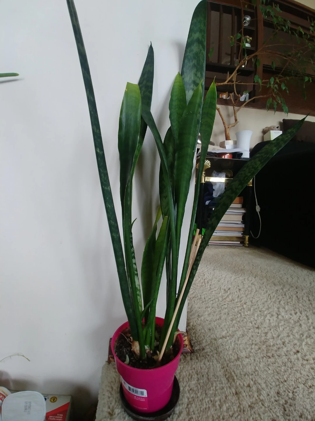 23" Snake Plant in Pink Pot