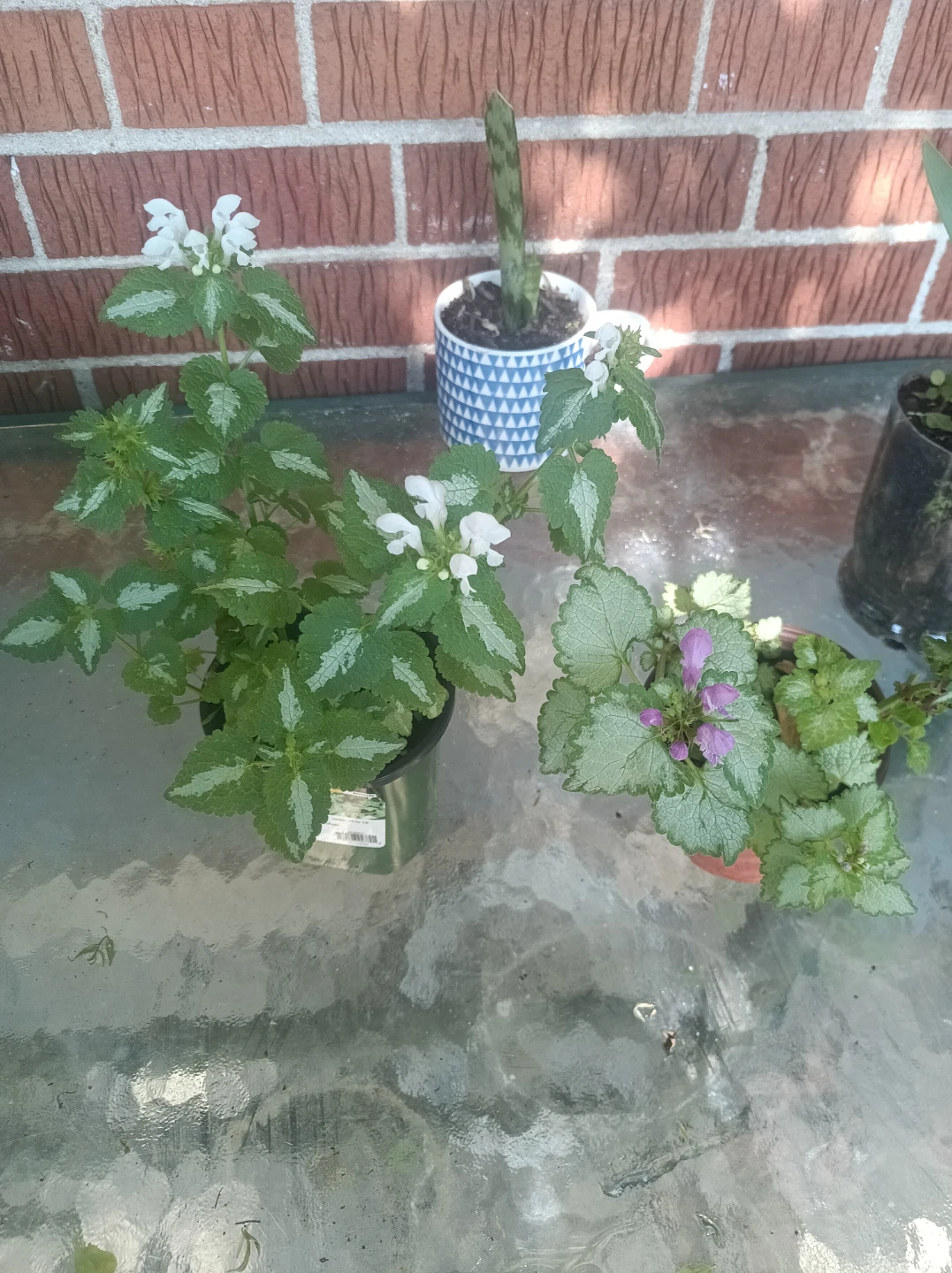 Lamium plants - photo 3