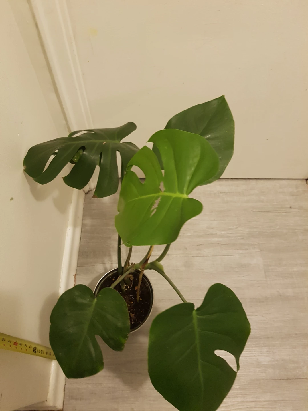 Monstera Plant - photo 5