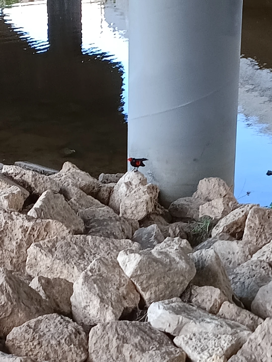 Red-winged Blackbird perching on rocks