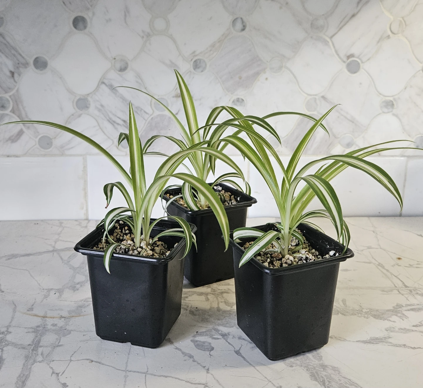 Spider plant babies ($1 each)