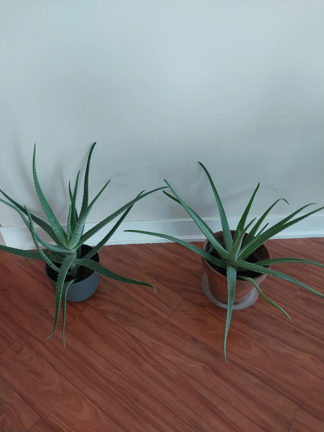 Very Large Aloe Vera Plants ⚽