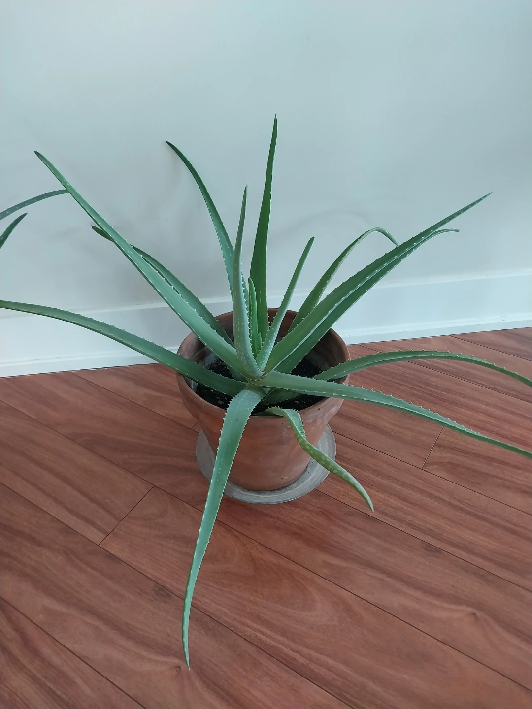 Very Large Aloe Vera Plants ⚽ - photo 2