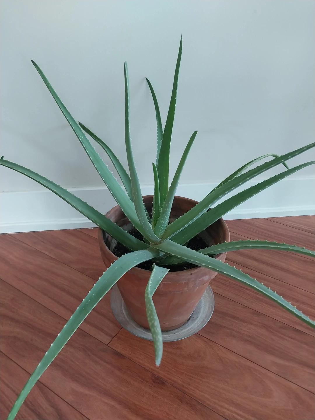 Very Large Aloe Vera Plants ⚽ - photo 4