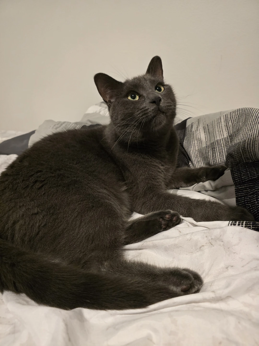 Cat Sitter
