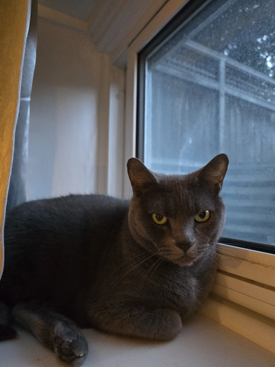 Cat Sitter - photo 2