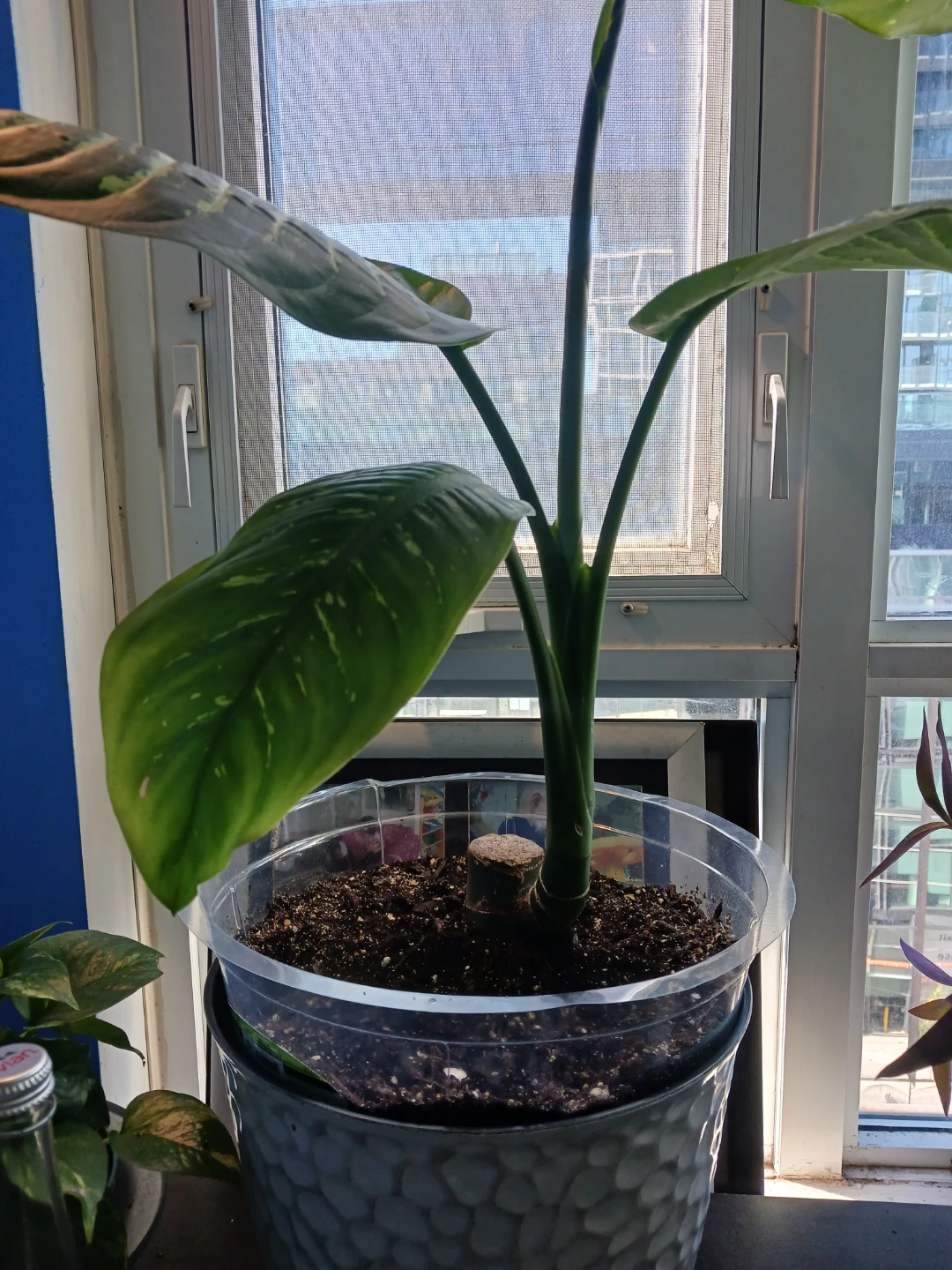 Dieffenbachia or dumecane  baby
