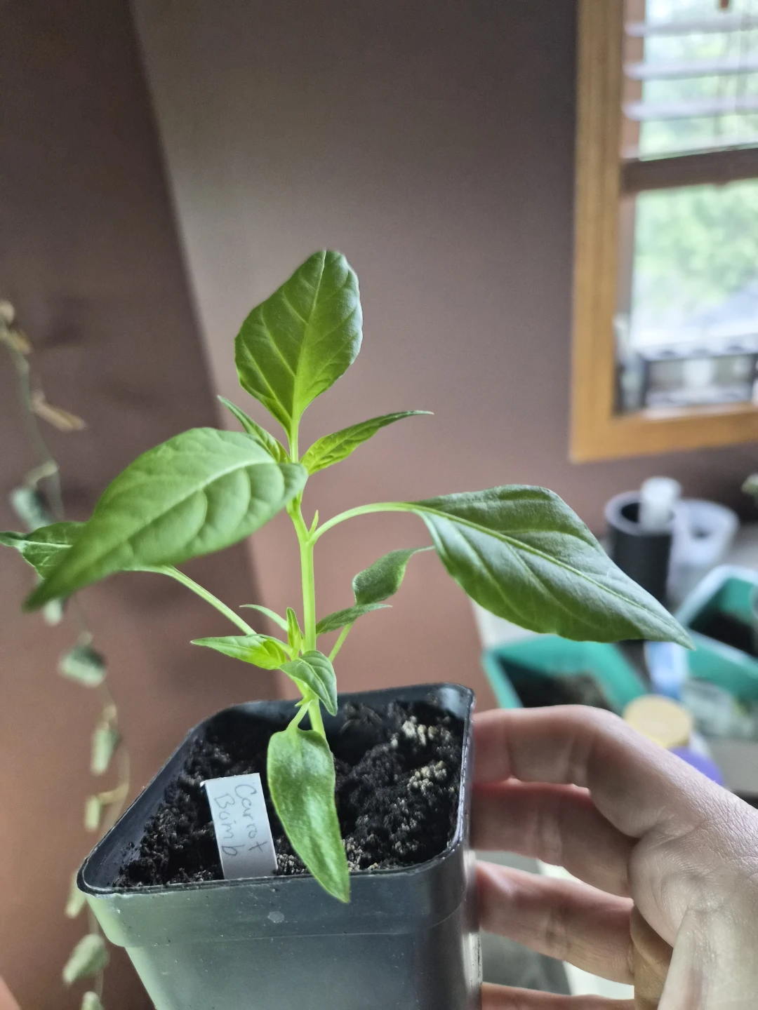 Carrot Bomb Pepper Plant Seedling