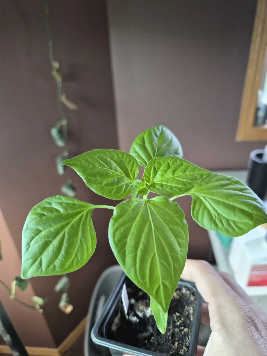 Carrot Bomb Pepper Plant Seedling - photo 2