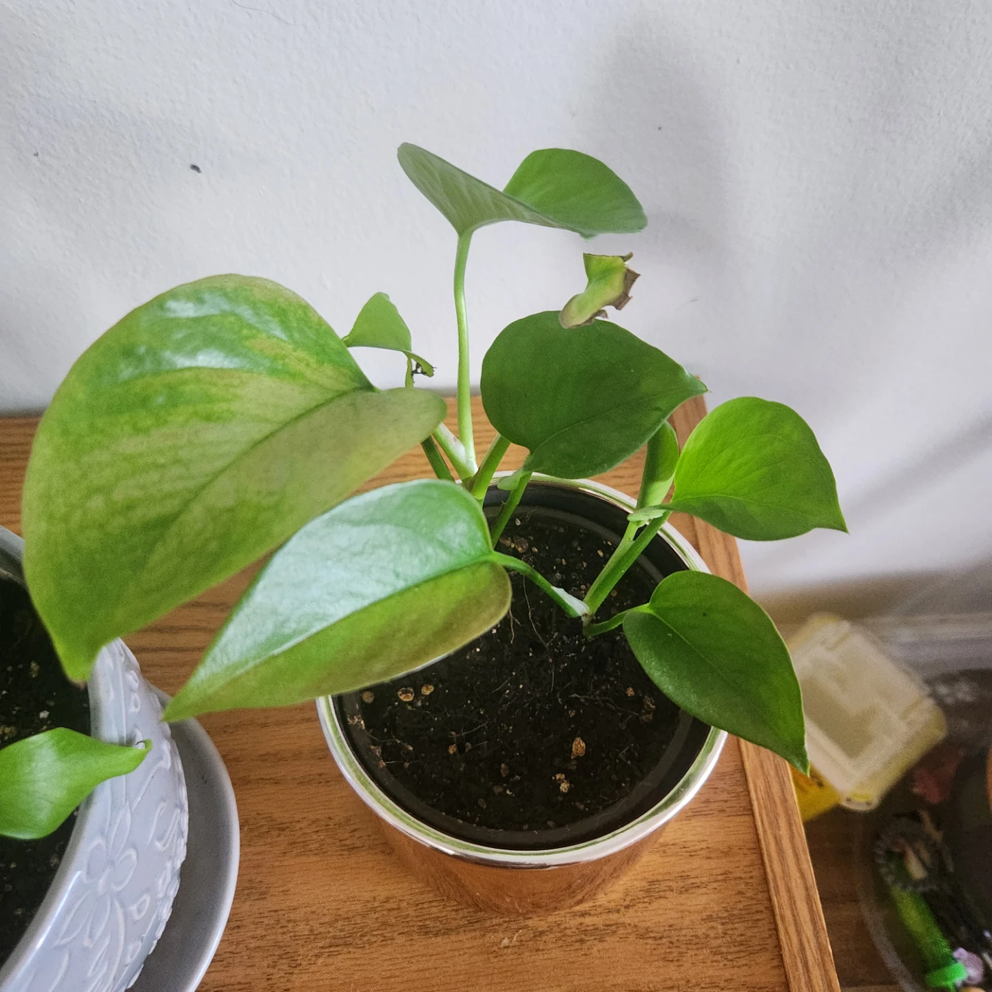 Pothos Plant in Hershey's Mug - photo 3