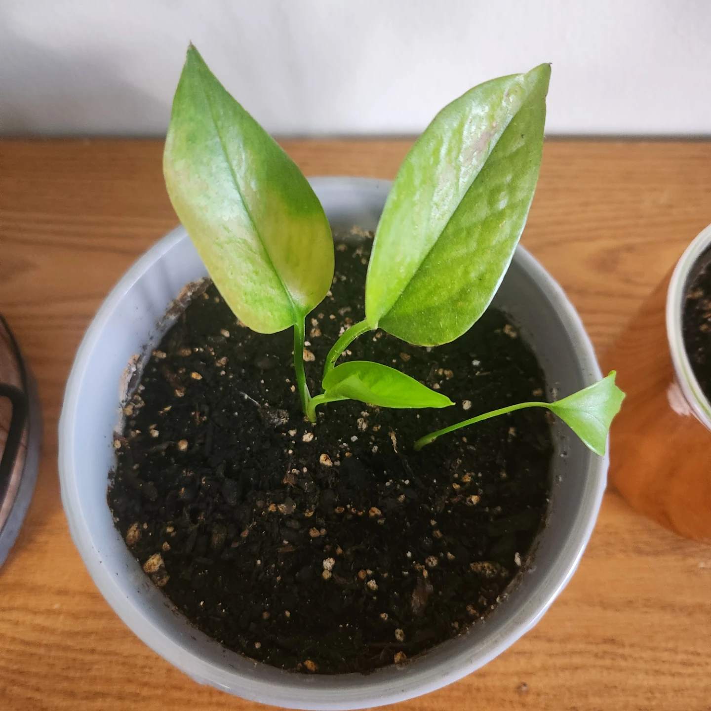 Pothos Plant in Hershey's Mug - photo 4