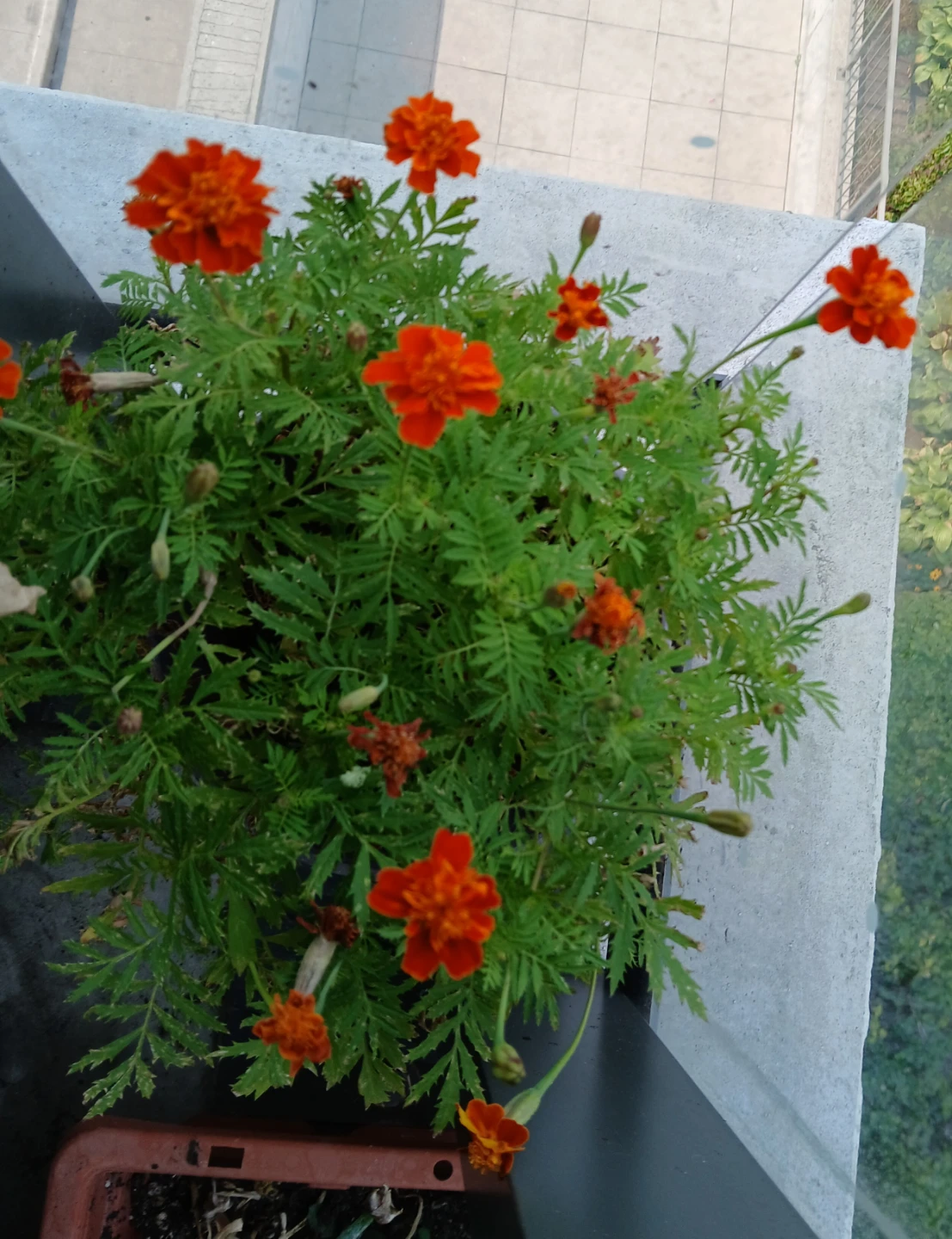 Two pots of Marigold Plants. $6 per pot FIRM. 8 plants per pot. - photo 2