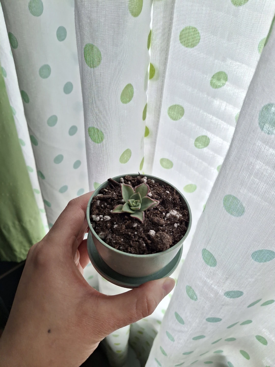 Small Succulent Plant in Pot