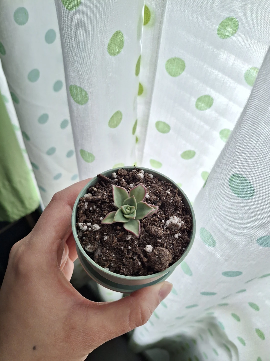Small Succulent Plant in Pot - photo 2