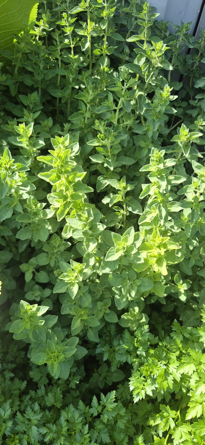 Free oregano