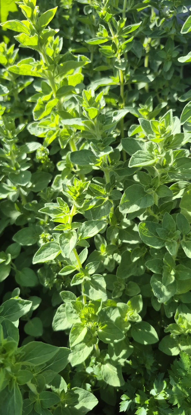 Free oregano - photo 2