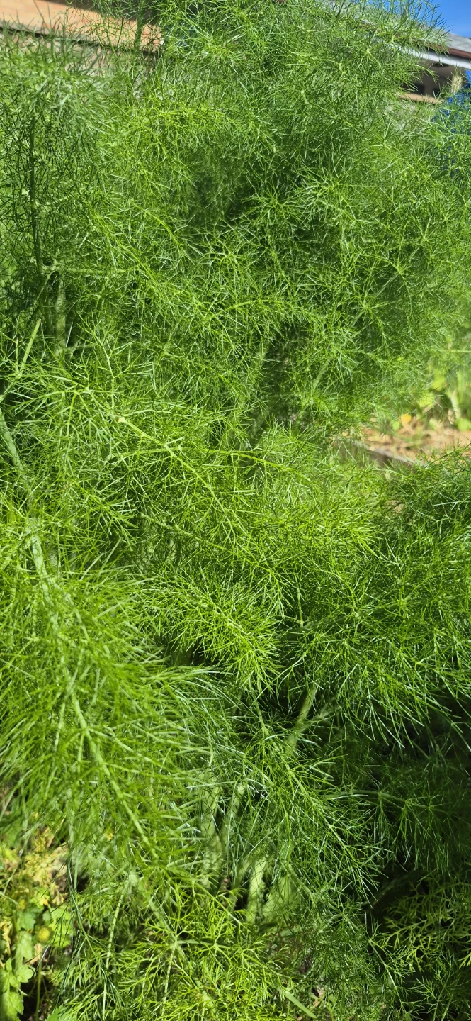 Free oregano - photo 3