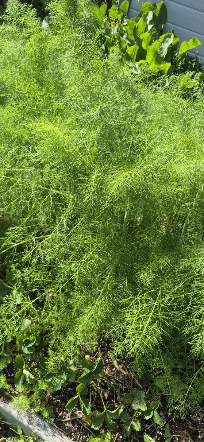 Free oregano - photo 4