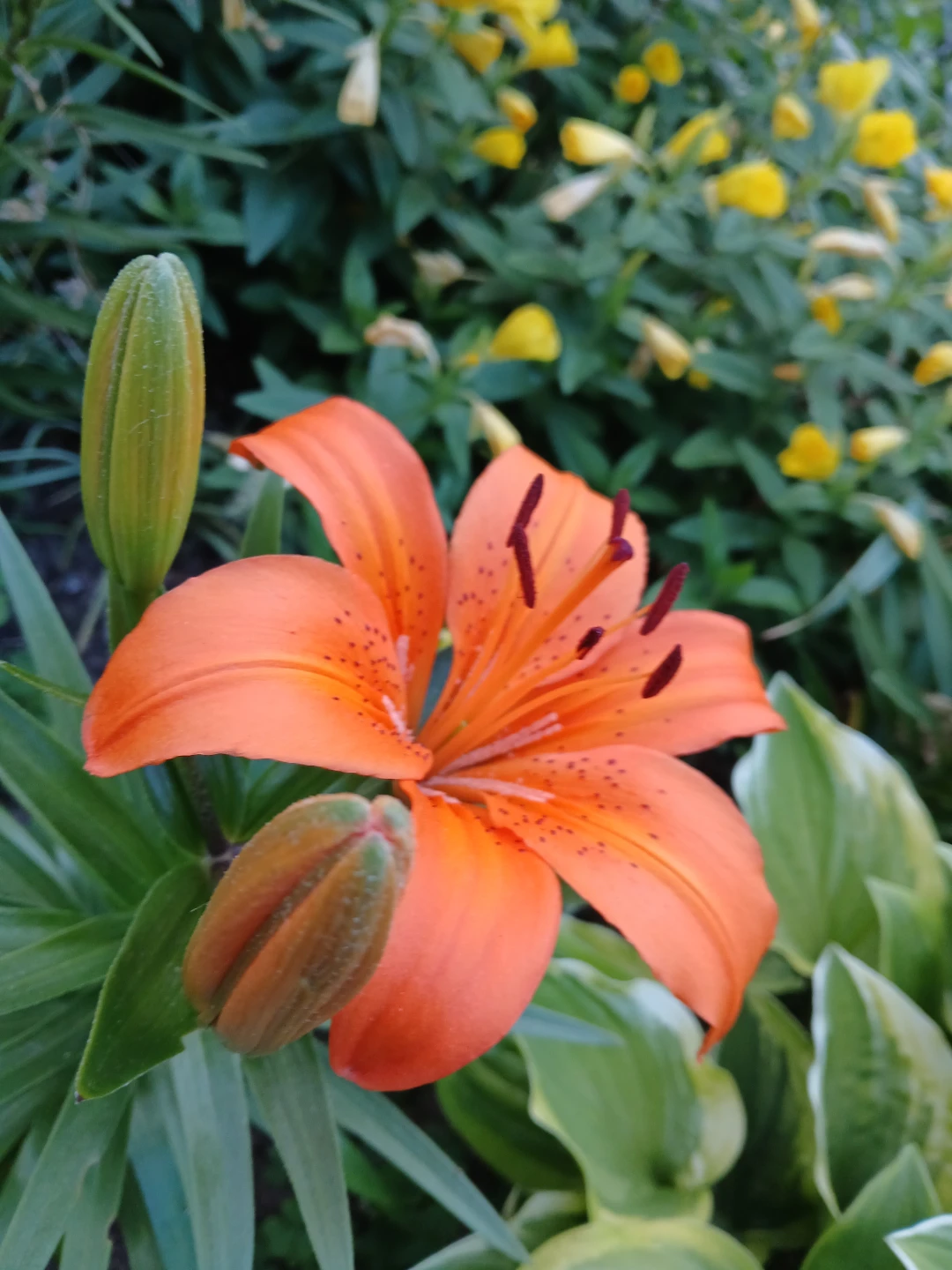 Orange Lily Flower
