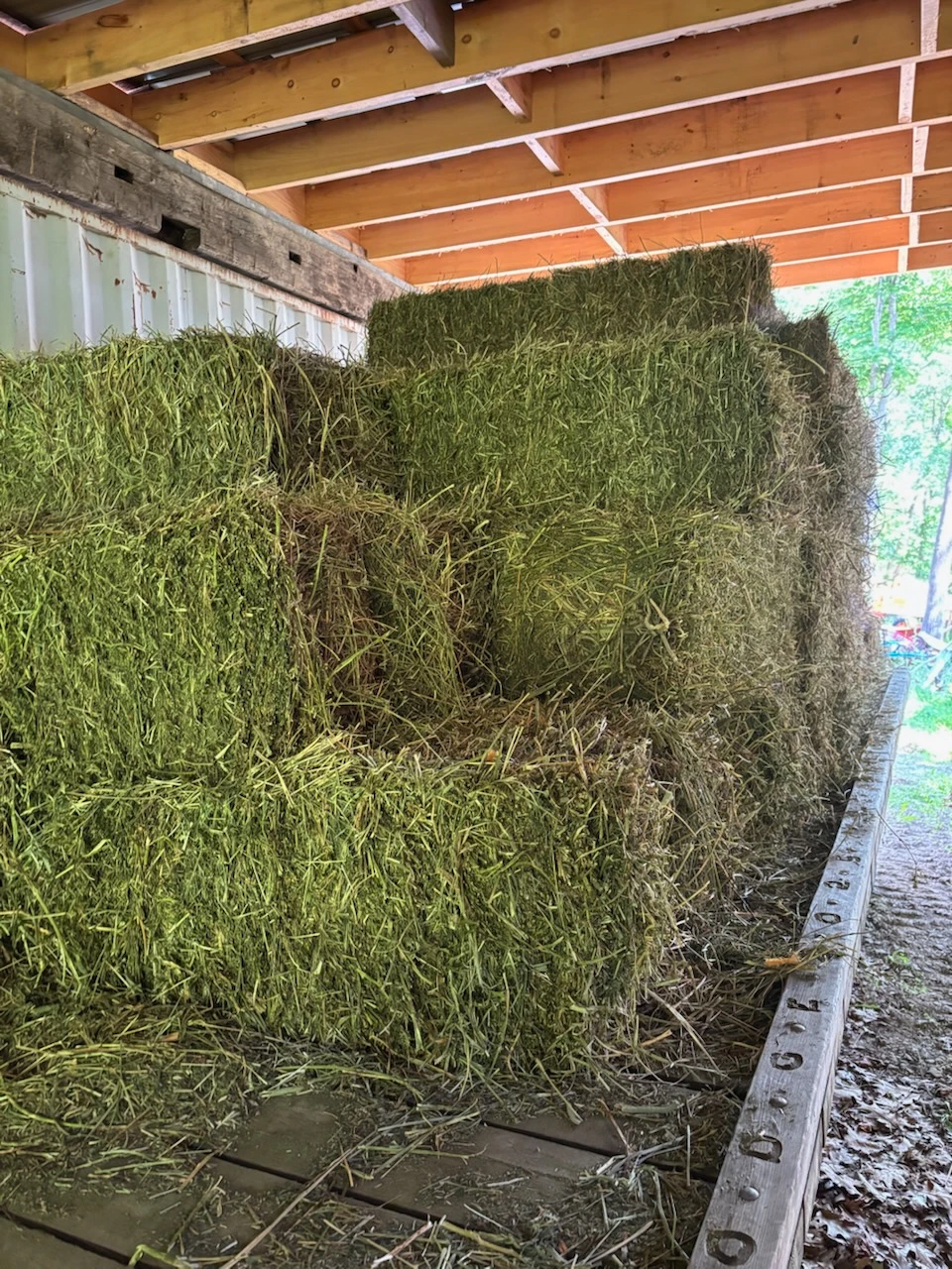Square Bales of Alfalfa/ Clover Hay