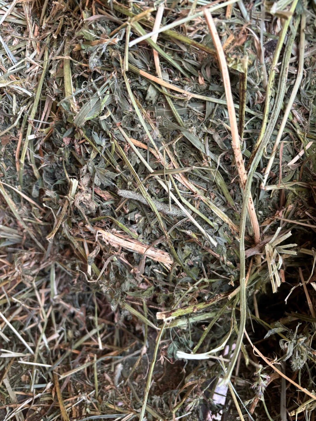 Square Bales of Alfalfa/ Clover Hay - photo 2