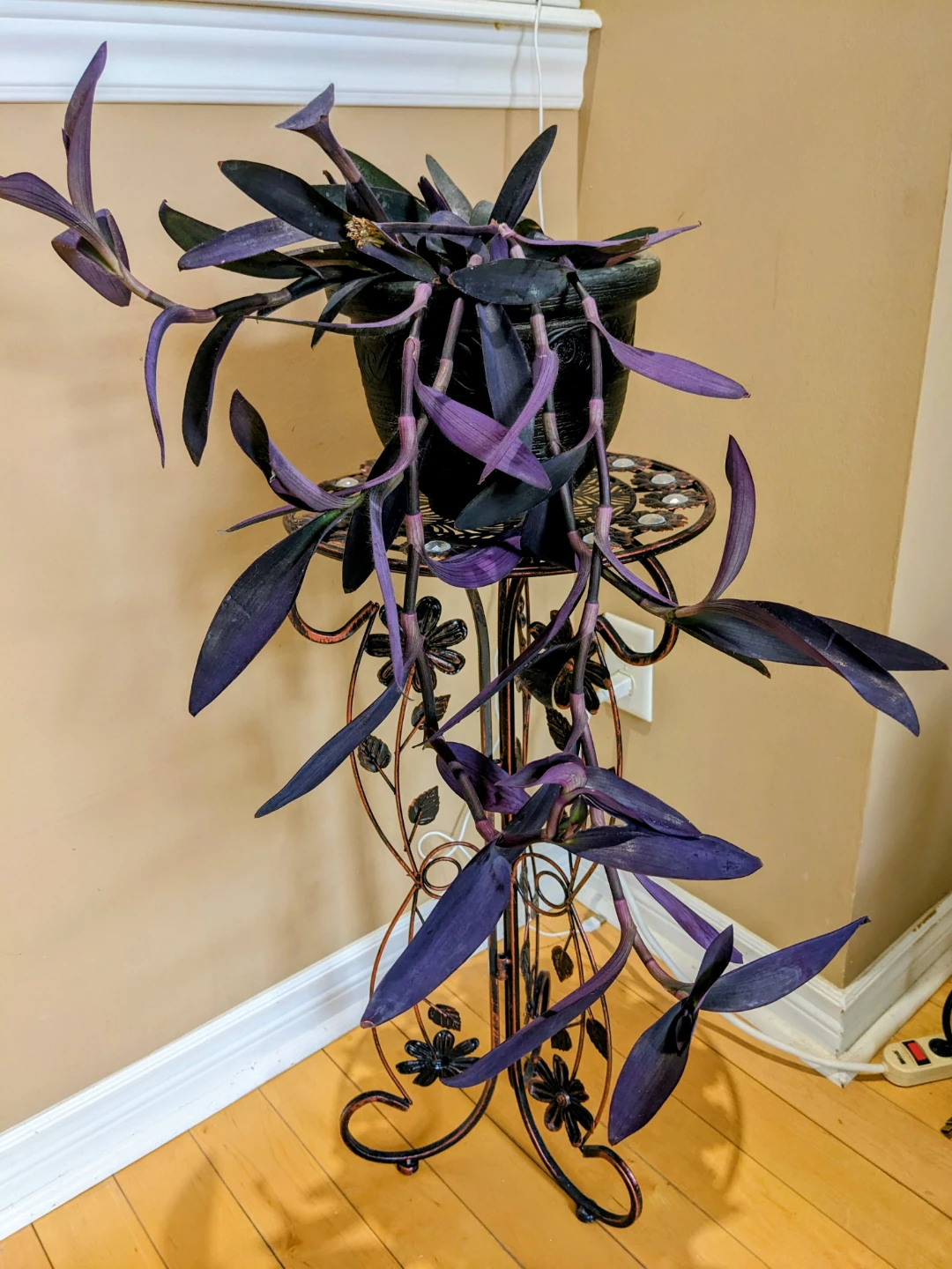 INDOOR / HOUSEPLANTS / TROPICAL PLANTS