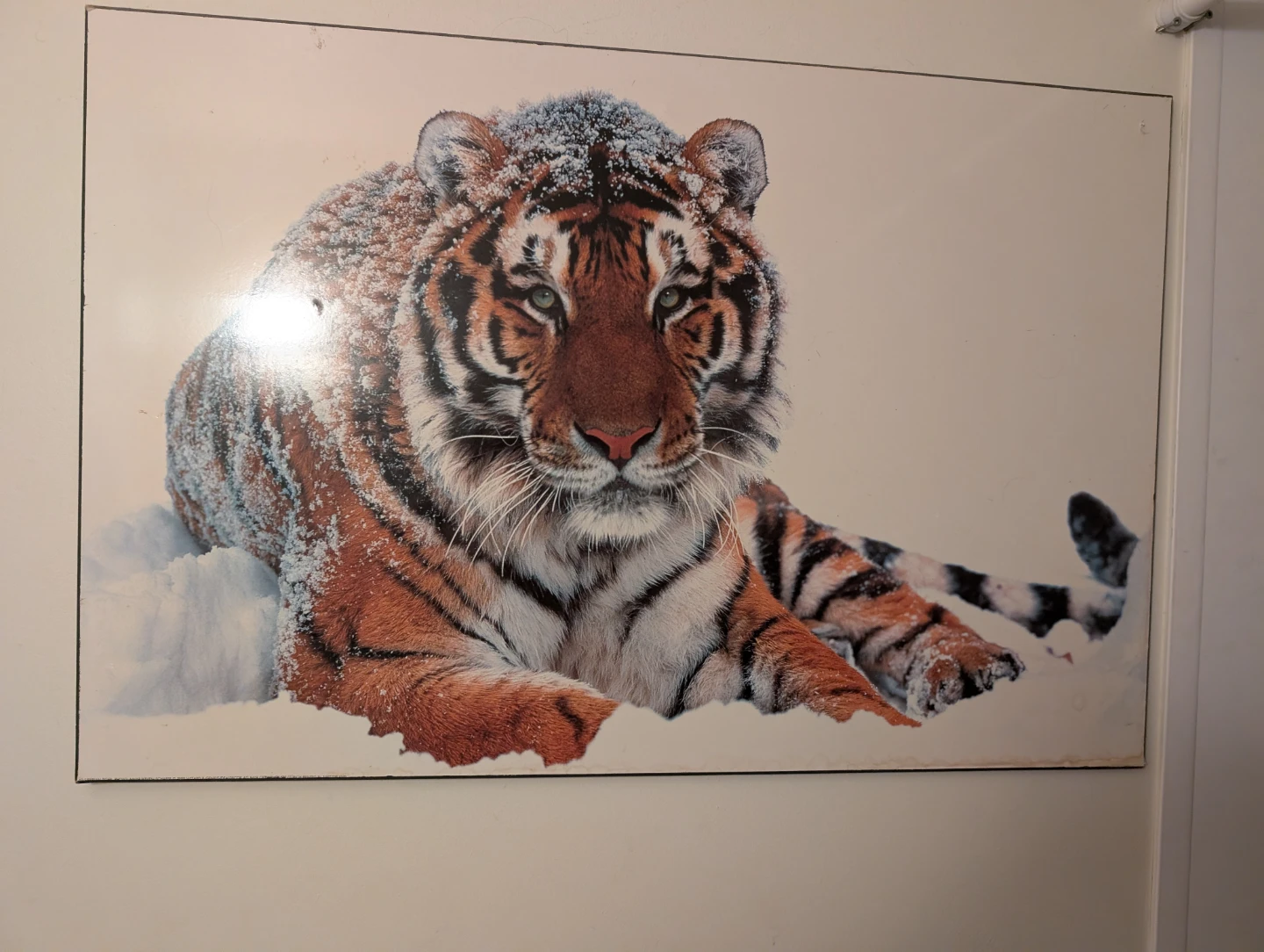 Tiger in Snow Wall Art